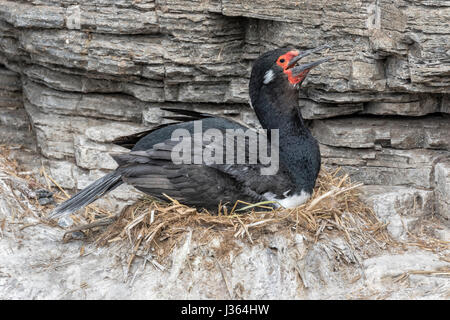 Shag Rock Stockfoto