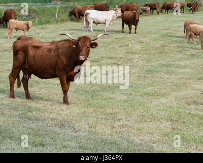 Herde von Salers Kühe mit einem Charolais Stier. Stockfoto