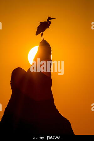 Reiher auf einem Termitenhügel vor dem Hintergrund der Sonne. Afrika. Botsuana. Okavango-Delta. Stockfoto