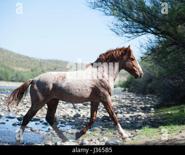 Salt River Wildpferde in Arizona Stockfoto