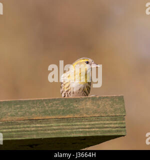 Eine Erwachsenfrau eurasischen Zeisig (Zuchtjahr Spinus) auf einem Vogel Tisch im Vereinigten Königreich Stockfoto