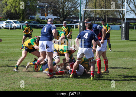 Rugby-spiel. April 2017. Henley Bulls vs. Richmond London Scottish Rugby Club, Twickenham, London, UK Stockfoto