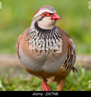 Ein rotbeinige oder Französisch Partridge (Alectoris Rufa) im Vereinigten Königreich Stockfoto