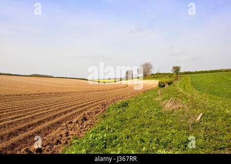 Kurven und Linien gemacht neu Kartoffel Zeilen neben einer Hecke und Maultierweg bei bewölktem Himmel blau im Frühling Stockfoto