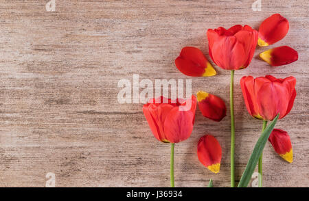 Rote Tulpen dekorative Anordnung auf braunem Hintergrund. Text-Raum links Stockfoto