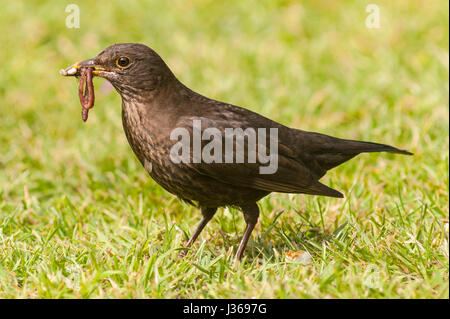 Eine weibliche Amsel (Turdus Merula) hochziehen ein Wurm im Vereinigten Königreich Stockfoto