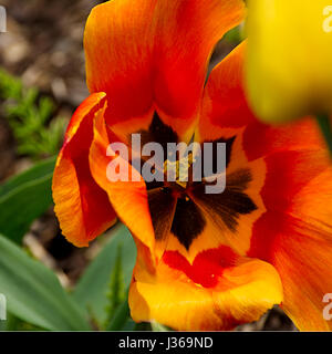 Geöffnet rote und gelbe Tulpe Blume.pov Bild. Tulpe Blume Uk. Frühling Großbritannien. Vollständig geöffnet Tulip. britischen Frühling. Willkommen Frühling. Anglesey, Nordwales. Stockfoto