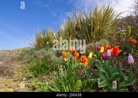 Bunte Tulpen am Hang. Stockfoto