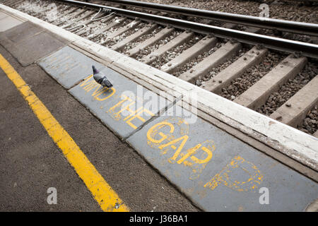 Eine Taube zu Fuß entlang des Verstands die Lücke Warnung am Bahnhof Tunbridge Wells, Kent, UK. Bildnachweis: Windmühle Bilder / Alamy Stockfoto