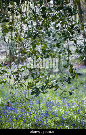 Ein Schleier von Holly über einen Teppich aus Glockenblumen. Dalkeith Country Park, Schottland. Stockfoto