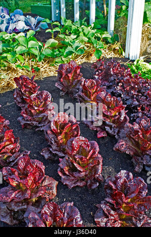 Reihen von Salat "Nymans" Stockfoto