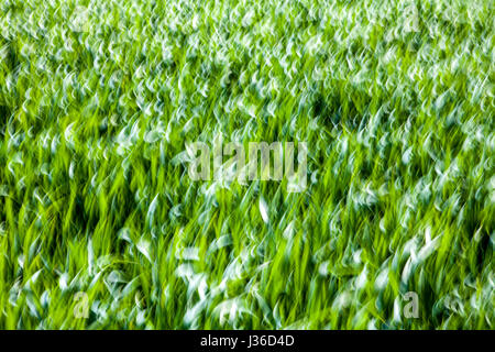 Abstrakte Linien und Strukturen im grünen Rasen, Closeup, wischen Sie mit einem verschwommenen Effekt Stockfoto