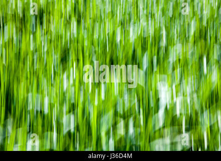 Abstrakte Linien und Strukturen im grünen Rasen, Closeup, wischen Sie mit einem verschwommenen Effekt Stockfoto