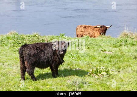 Hochlandrinder, Fluss Weser, Weserbergland, Weserbergland, Hessen, Deutschland Stockfoto