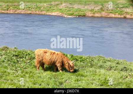 Hochlandrinder, Fluss Weser, Weserbergland, Weserbergland, Hessen, Deutschland Stockfoto