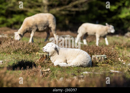 Lamm unter Heidekraut ausruhen und genießen die Frühlingssonne. Andere Schafe im Hintergrund unscharf. Stockfoto