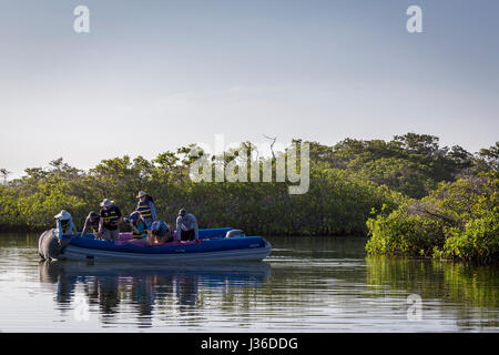 Anhalten, vor Ort grüne Meeresschildkröten schwimmen auf dem Weg in Punta Moreno, Isabela Stockfoto