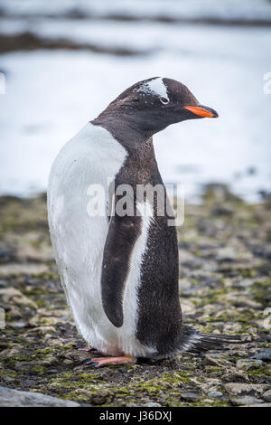 Gentoo Penguin Kiesstrand Kopf einschalten Stockfoto