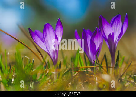 Schönen Schnee Krokus, Crocus Chrysanthus, wächst in einem Rasen. Stockfoto