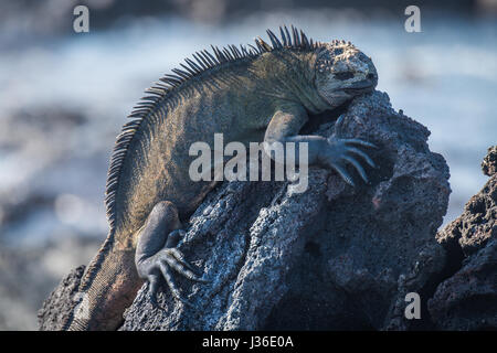 Marine Iguana schlafen auf schwarzem Vulkangestein Stockfoto