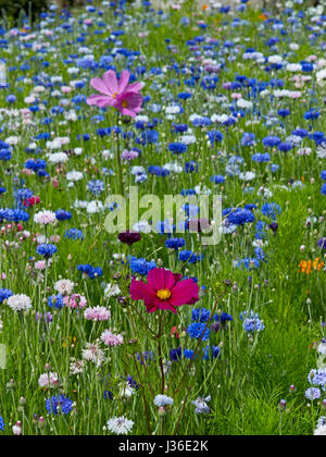 Centaurea Cyanus und Kosmos in Blumenwiese Stockfoto