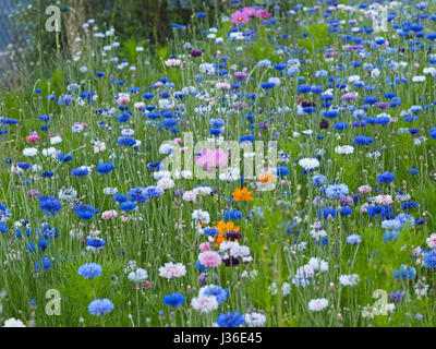 Centaurea Cyanus und Kosmos in Blumenwiese Stockfoto