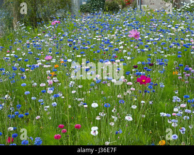 Centaurea Cyanus und Kosmos in Blumenwiese Stockfoto