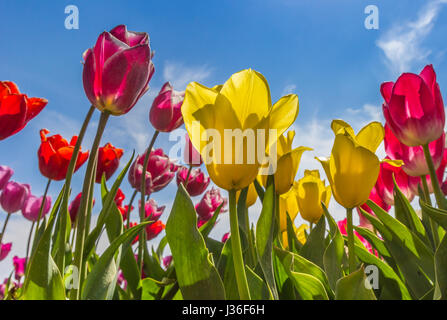 Bunte holländische Tulpen gegen ein strahlend blauer Himmel in den Niederlanden Stockfoto