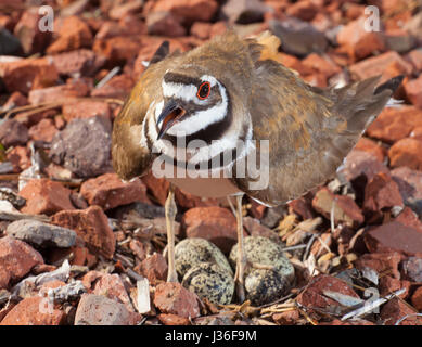 Killdeer verteidigen ihr Nest mit 4 Eiern auf Felsen Stockfoto