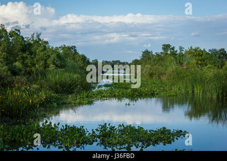 Sumpf-Kanal auf einem Louisiana Bayou Stockfoto