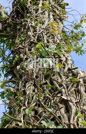 Alte und traditionsreiche gemeinsame Efeu, Hedera Helix, verdrehen und miteinander verwoben, um den Stamm eines Baumes mit den Blättern, die teilweise entfernt, um zu zeigen, die la Stockfoto