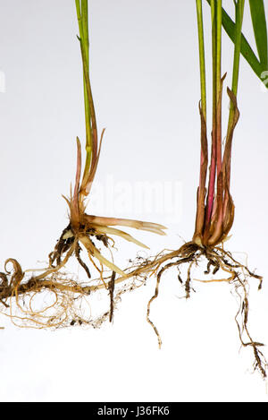 Gemeinsamen Sofa, Elymus Repens, Triebe und Wurzeln von unterirdische Rhizome dieser invasiven mehrjährige kriechende Rasen Unkraut Stockfoto