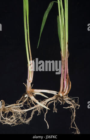 Gemeinsamen Sofa, Elymus Repens, Triebe und Wurzeln von unterirdische Rhizome dieser invasiven mehrjährige kriechende Rasen Unkraut Stockfoto