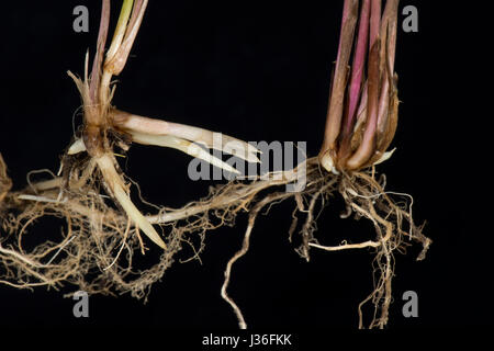 Gemeinsamen Sofa, Elymus Repens, Triebe und Wurzeln von unterirdische Rhizome dieser invasiven mehrjährige kriechende Rasen Unkraut Stockfoto