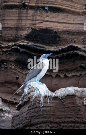 Blau-footed Sprengfallen (Sula Nebouxii Excisa), hocken auf einem Felsvorsprung Guano-gemalt in den vulkanischen Felsen im Punta Vicente Roca, Insel Isabela. Stockfoto