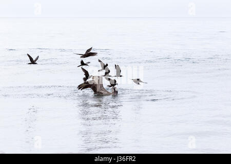 Von Braun Noddy Seeschwalben, Anous Stolidus Galapagensis bei Espumilla, Santiago ist ein braunen Pelikan, Pelicanus Occidentalis Urinator, gemobbt. Wenn ein Pelikan Stockfoto