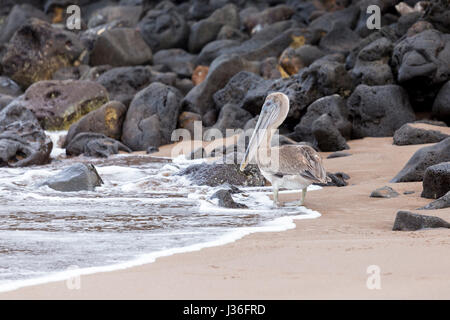 Juvenile braune Pelikan, Pelicanus Occidentalis Urinator, an der Küste bei Espumilla, Santiago, mit Meer getragen Lavagestein hinter. Stockfoto