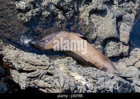 Seifenblasen: Galapagos Fell zu versiegeln, Arctocephalus Galapagoensis, gleiten unter Wasser, wenn es schläft. Es wäre eigentlich erschrecken und wachen jedes Mal tat es Stockfoto