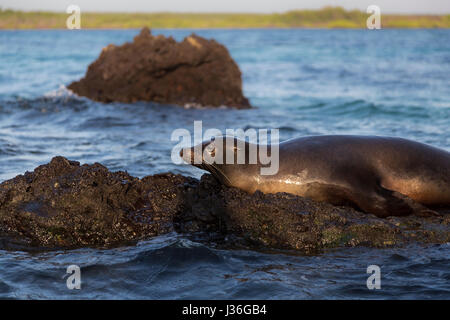 Tierwelt auf einem Felsen. Galapagos-Seelöwe (Zalophus Wollebacki) genießt die Abendsonne. Elizabeth Bay, Isabela. Stockfoto