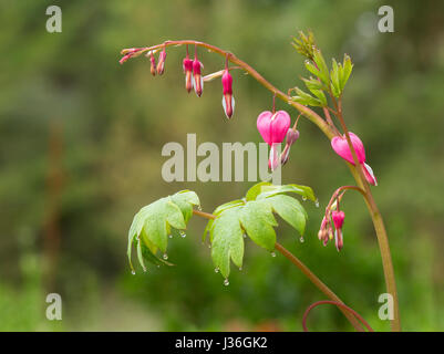 Lamprocapnos Spectabilis (ehemals Dicentra Spectabilis) "Bleeding Heart" mit Blütenknospen und herzförmigen Blüten im Frühjahr Stockfoto