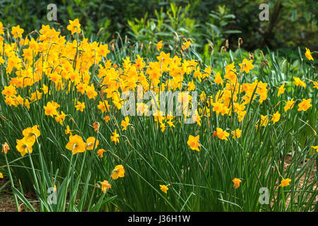 Frühling-Bild von Narzissen in voller Blüte blühen Gelb dafodills Stockfoto