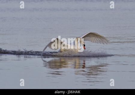 Schönen Hintergrund mit einem mächtigen Schwan Landung Stockfoto