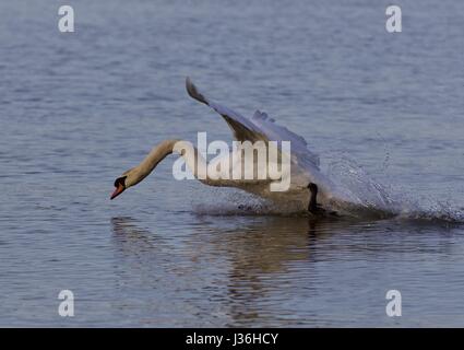 Schönen Hintergrund mit einem mächtigen Schwan Stockfoto