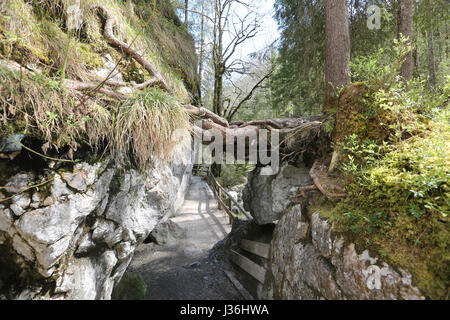 Deutschland, Bayern, Zauberwald, der Zauberwaldes bin Hintersee Im Bergsteigerdorf Ramsau, Berchtesgadener Land Stockfoto