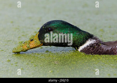 Mallard ruht am Ufer des Baches Stockfoto