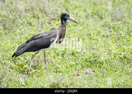 Die Abdim Storch (Ciconia Abdimii) steht auf einer Wiese in Tansania Stockfoto