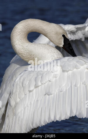 Trompeter Schwan Stockfoto