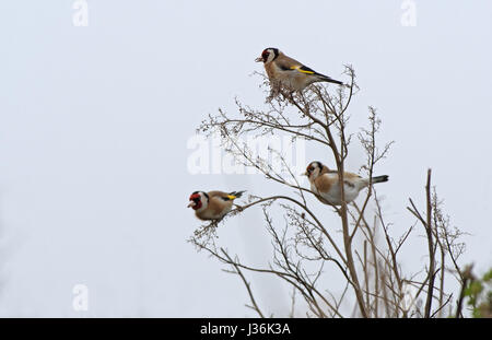 Stieglitze - Carduelis Zuchtjahr Erwachsene ernähren sich von Samen. Frühling. UK Stockfoto