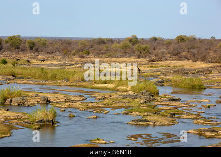 Giraffen und Elefanten in der Ferne am Letaba River, Krüger Nationalpark, Südafrika Stockfoto