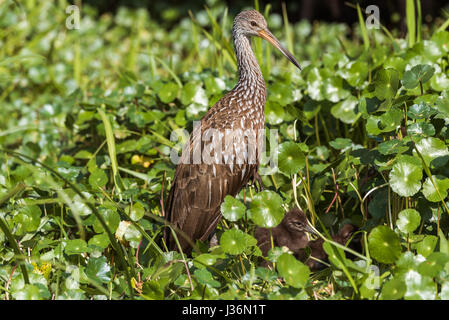 Limpkin mit Küken in Seerosen Stockfoto